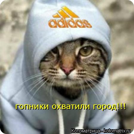Котоматрица: гопники охватили город!!!