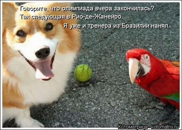 Котоматрица: Говорите, что олимпиада вчера закончилась? Так следующая в Рио-де-Жанейро...  Я уже и тренера из Бразилии нанял.