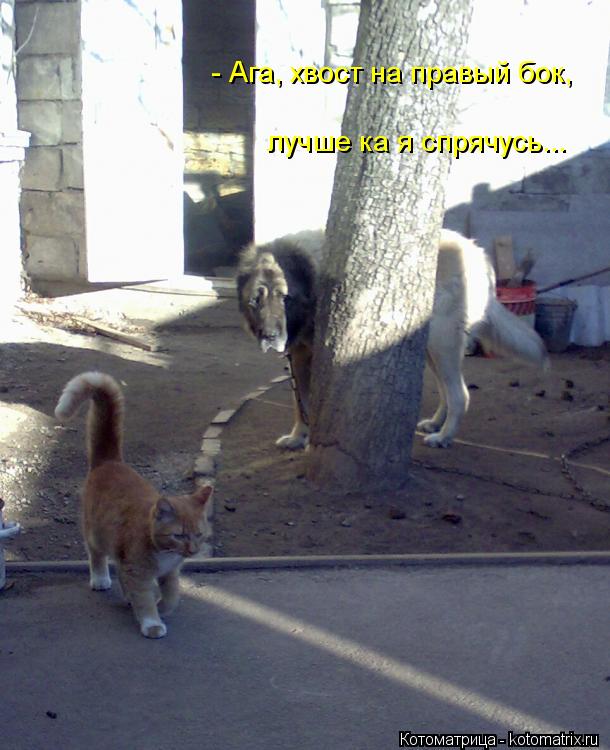 Котоматрица: - Ага, хвост на правый бок, лучше ка я спрячусь...