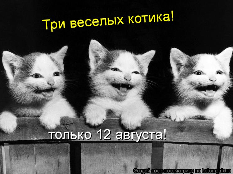 Котоматрица: Три веселых котика! только 12 августа!