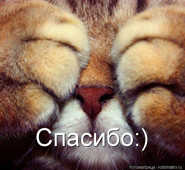 Котоматрица: Спасибо:)