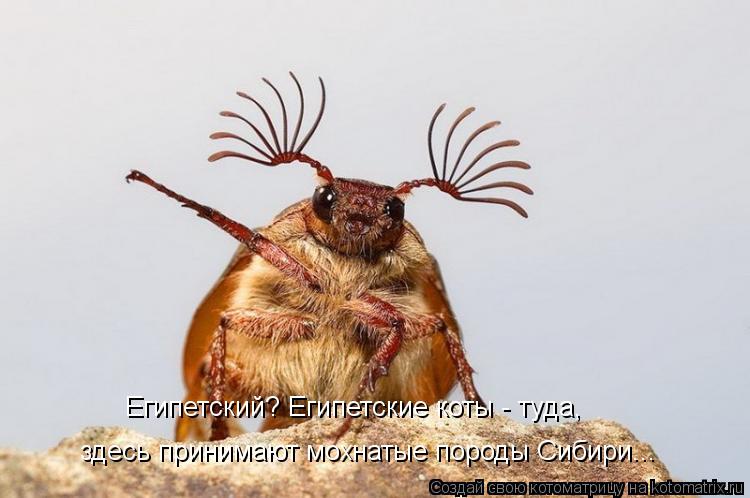 Котоматрица: Египетский? Египетские коты - туда,  здесь принимают мохнатые породы Сибири...