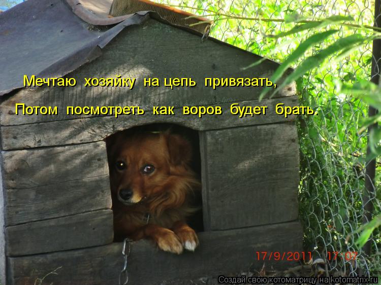 Котоматрица: Мечтаю  хозяйку  на цепь  привязать, Потом  посмотреть  как  воров  будет  брать. Потом  посмотреть  как  воров  будет  брать.