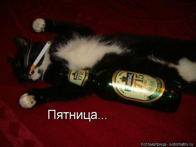 Пятница...... Котоматрица: Пятница...