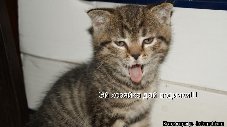 Эй хозяйка дай водички!!!... Котоматрица: Эй хозяйка дай водички!!!