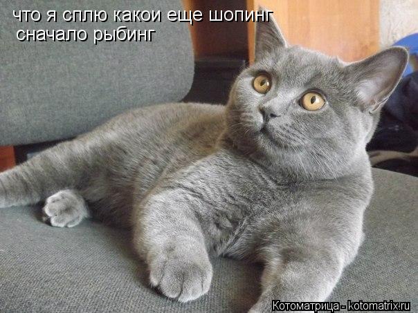 что я сплю какои еще шопинг сначало рыбинг... Котоматрица: что я сплю какои еще шопинг сначало рыбинг