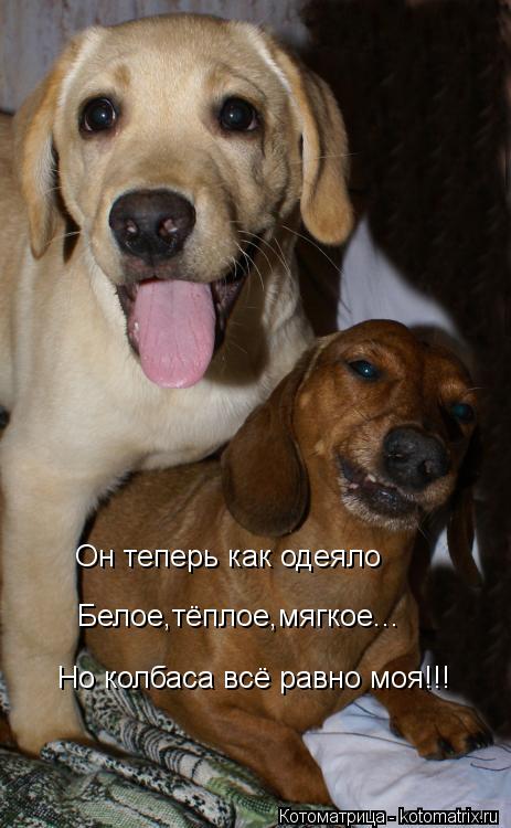 Котоматрица: Он теперь как одеяло Белое,тёплое,мягкое... Но колбаса всё равно моя!!!