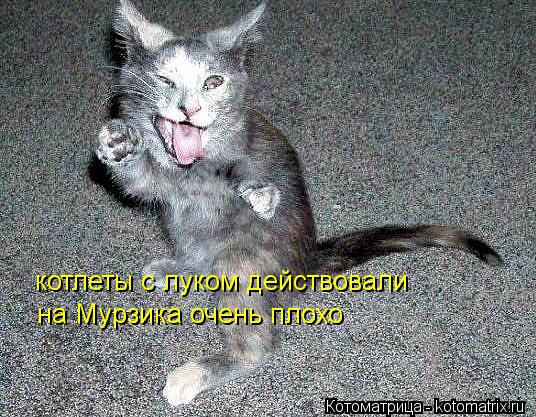 Котоматрица: котлеты с луком действовали на Мурзика очень плохо