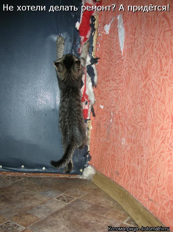 Не хотели делать ремонт? А придётся!... Котоматрица: Не хотели делать ремонт? А придётся!