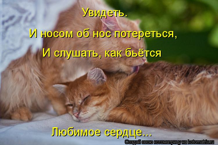 Котоматрица: Увидеть. И носом об нос потереться, И слушать, как бьётся Любимое сердце...