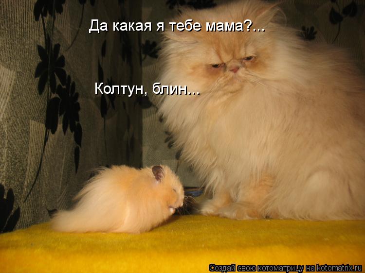 Котоматрица: Да какая я тебе мама?... Колтун, блин...