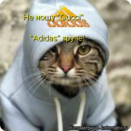 Котоматрица: Не ношу "Gucci", "Adidas" круче!
