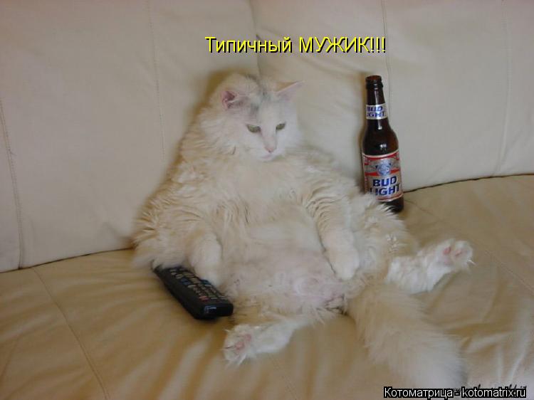 Типичный МУЖИК!!!... Котоматрица: Типичный МУЖИК!!!