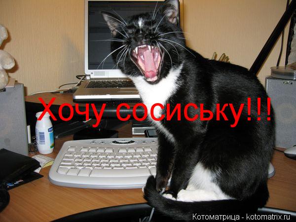 Хочу сосиську!!!... Котоматрица: Хочу сосиську!!!