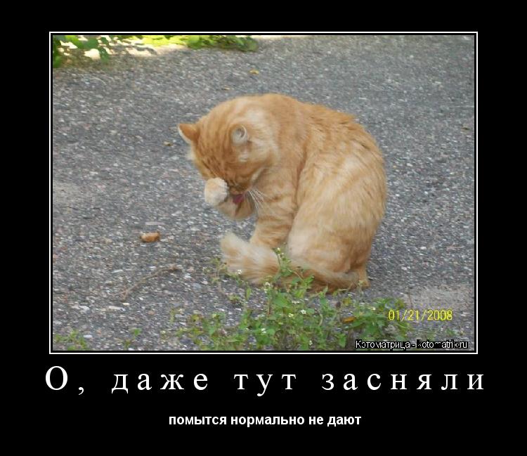 Котоматрица: О, даже тут засняли  помытся нормально не дают