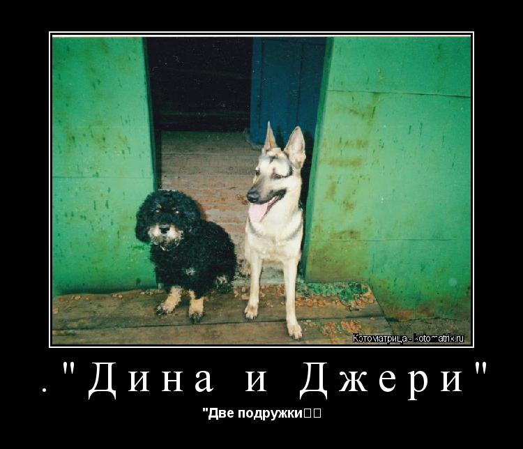 Котоматрица: ."Дина и Джери" "Две подружкиღஐ