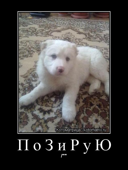 Котоматрица: ПоЗиРуЮ /""