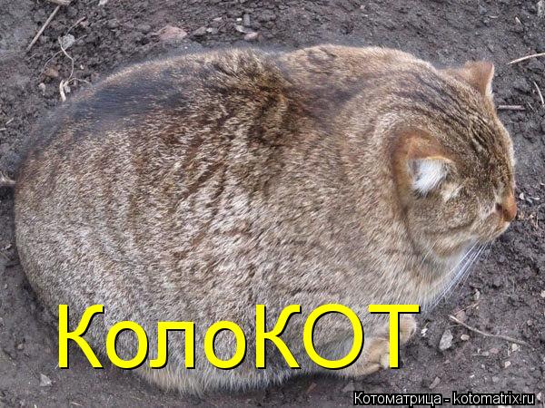 Котоматрица: КолоКОТ