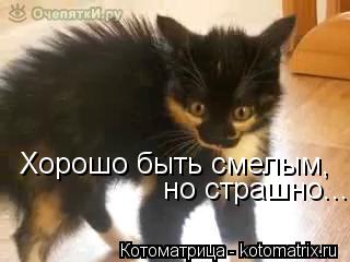Котоматрица: Хорошо быть смелым, но страшно...