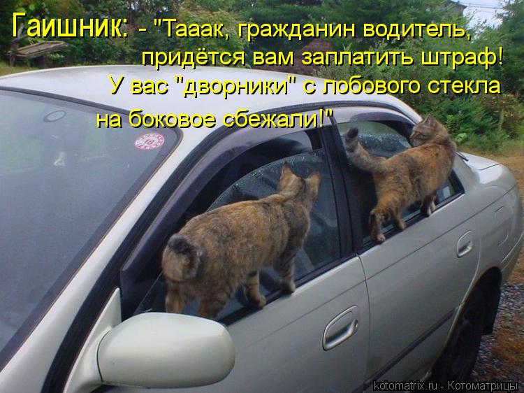 Котоматрица: Гаишник: - "Тааак, гражданин водитель,  придётся вам заплатить штраф!  У вас "дворники" с лобового стекла  на боковое сбежали!"