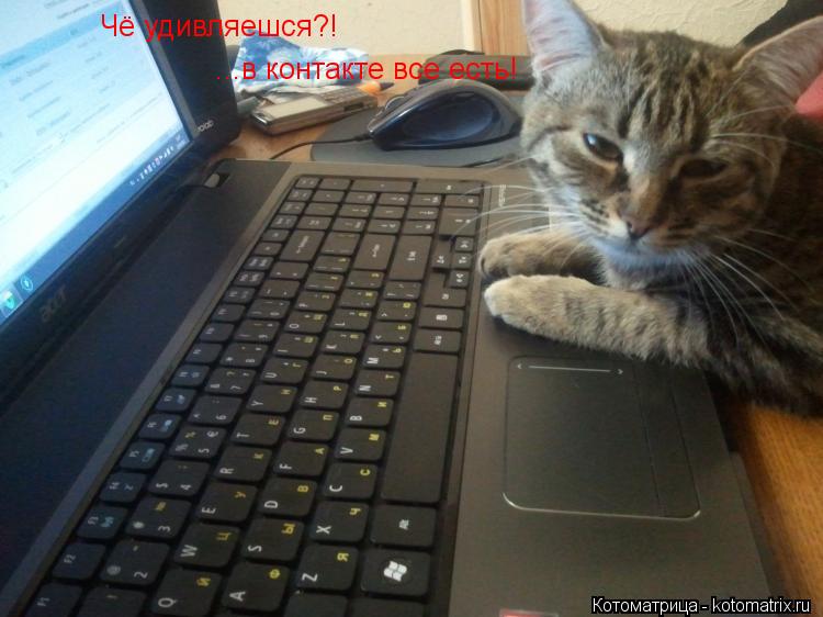 Котоматрица: Чё удивляешся?! ...в контакте все есть!