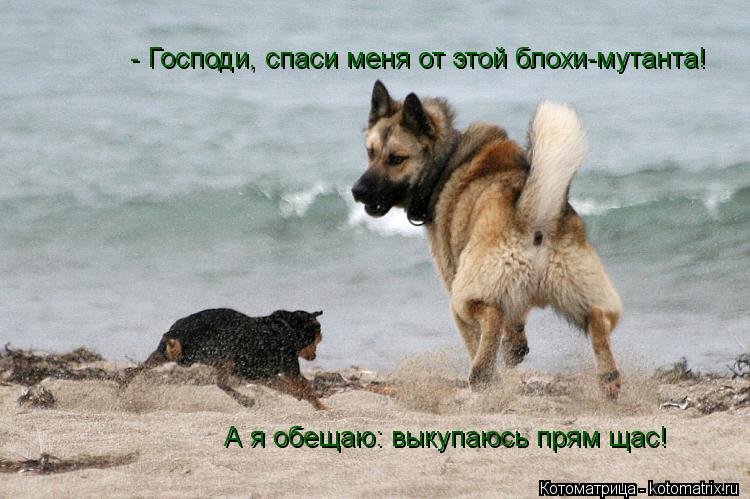 Котоматрица: - Господи, спаси меня от этой блохи-мутанта! А я обещаю: выкупаюсь прям щас!