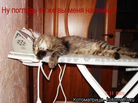 Котоматрица: Ну погладь те же вы меня наконец!!!