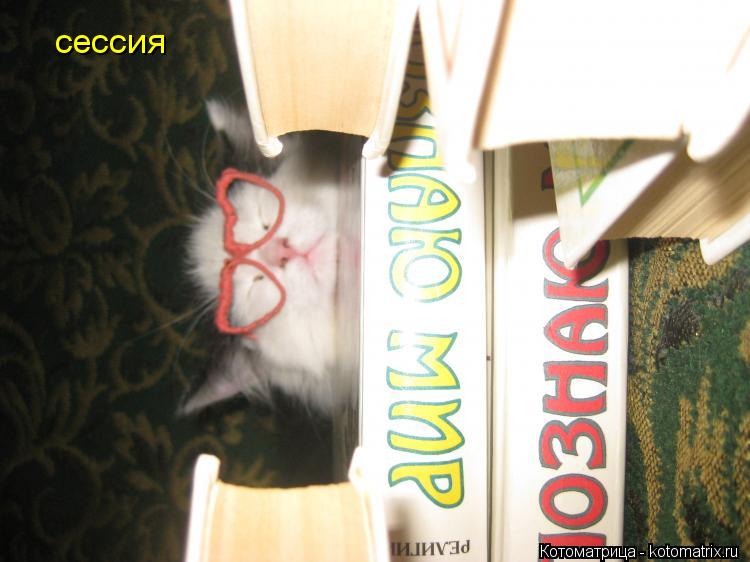 Котоматрица: сессия