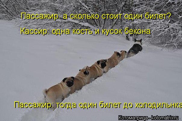 Котоматрица: Пассажир: а сколько стоит один билет? Кассир: одна кость и кусок бекона Пассажир: тогда один билет до холодильнка
