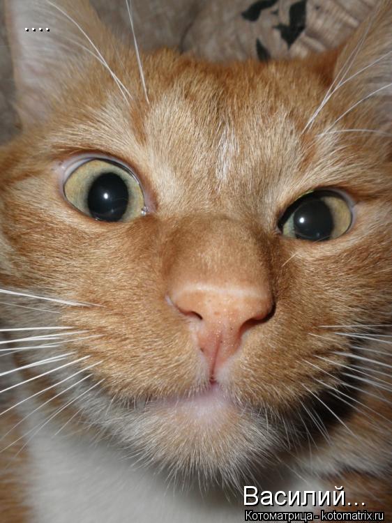 Котоматрица: .... Василий...