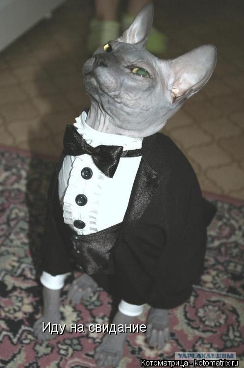 Котоматрица: Иду на свидание