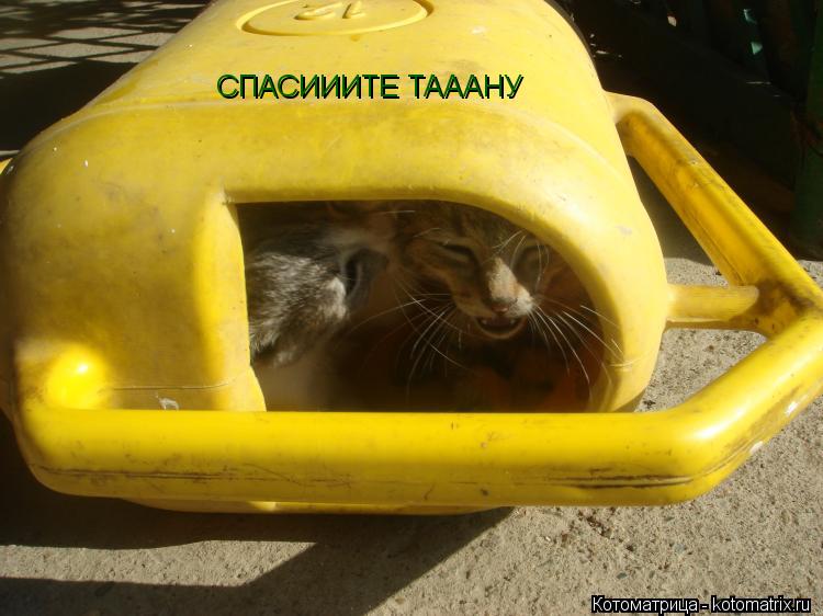 Котоматрица: СПАСИИИТЕ ТАААНУ