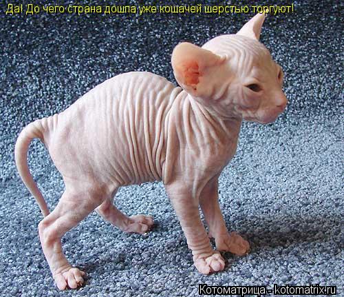 Котоматрица: Да! До чего страна дошла уже кошачей шерстью торгуют!