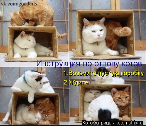 Котоматрица: Инструкция по отлову котов 1.Возьмите пустую коробку 2.Ждите