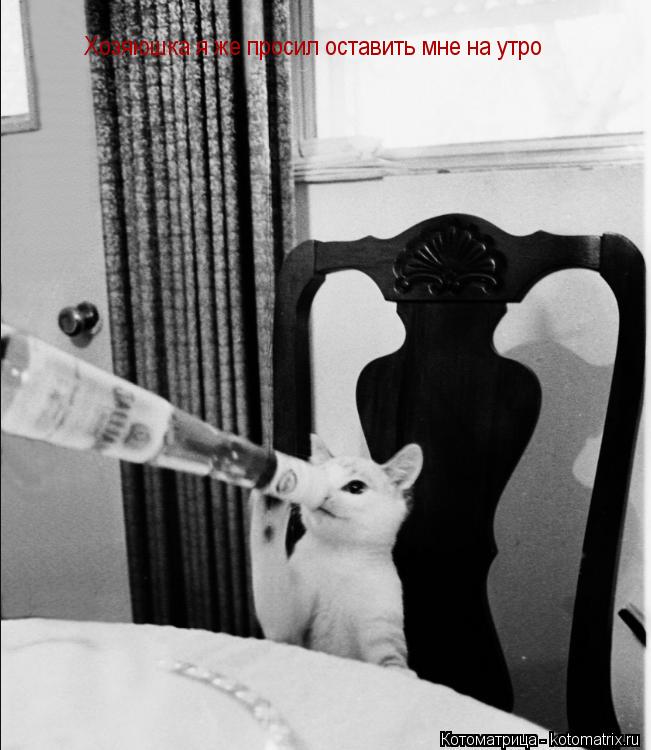 Хозяюшка я же просил оставить мне на утро... Котоматрица: Хозяюшка я же просил оставить мне на утро