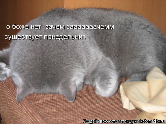 о боже нет зачем зааааааачемм сушествует понедельник... Котоматрица: о боже нет зачем зааааааачемм сушествует понедельник