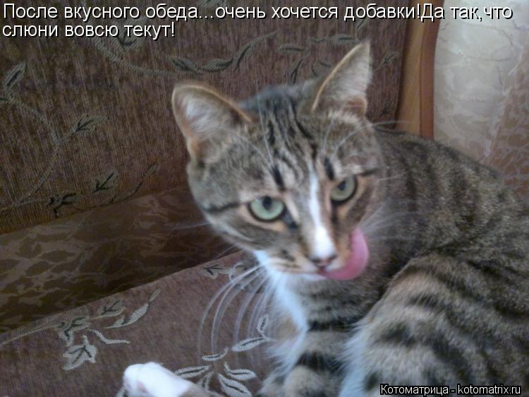 Котоматрица: После вкусного обеда...очень хочется добавки!Да так,что слюни вовсю текут!