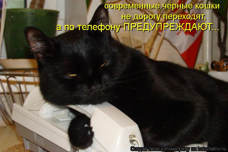 Котоматрица: современные черные кошки не дорогу переходят, а по телефону ПРЕДУПРЕЖДАЮТ...