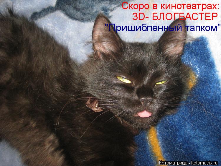 Котоматрица: Скоро в кинотеатрах: 3D- БЛОГБАСТЕР "Пришибленный тапком"