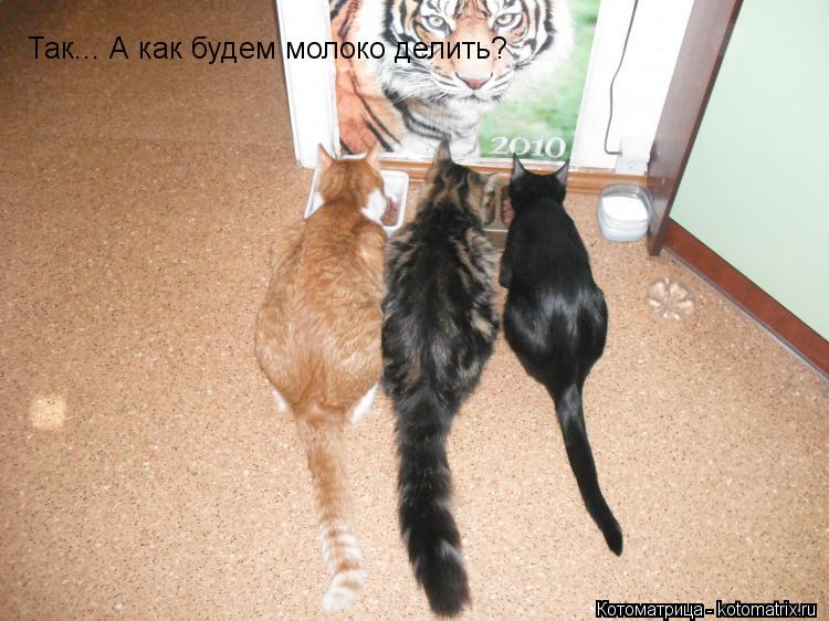 Котоматрица: Так... А как будем молоко делить?