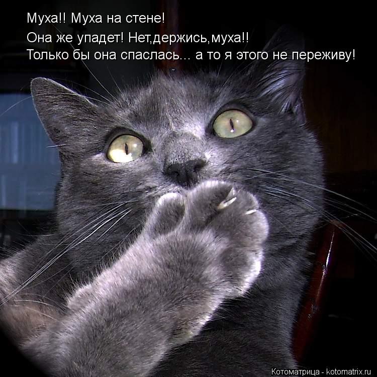 Котоматрица: Муха!! Муха на стене! Она же упадет! Нет,держись,муха!! Только бы она спаслась... а то я этого не переживу!