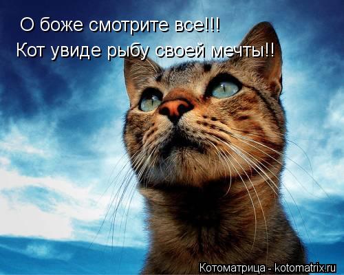 Котоматрица: О боже смотрите все!!!  Кот увиде рыбу своей мечты!!