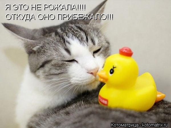 Котоматрица: Я ЭТО НЕ РОЖАЛА!!!! ОТКУДА ОНО ПРИБЕЖАЛО!!!