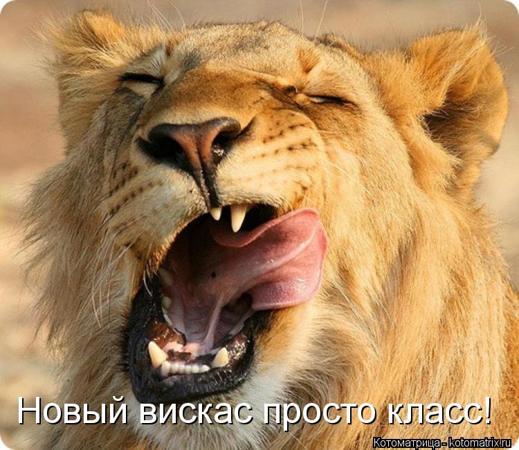 Новый вискас просто класс!... Котоматрица: Новый вискас просто класс!