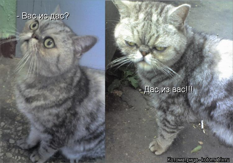 - Вас ис дас? - Дас,из вас!!!... Котоматрица: - Вас ис дас? - Дас,из вас!!!