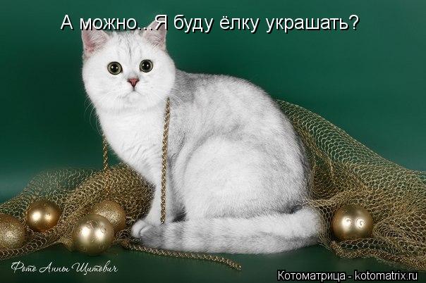 Котоматрица: А можно...Я буду ёлку украшать?