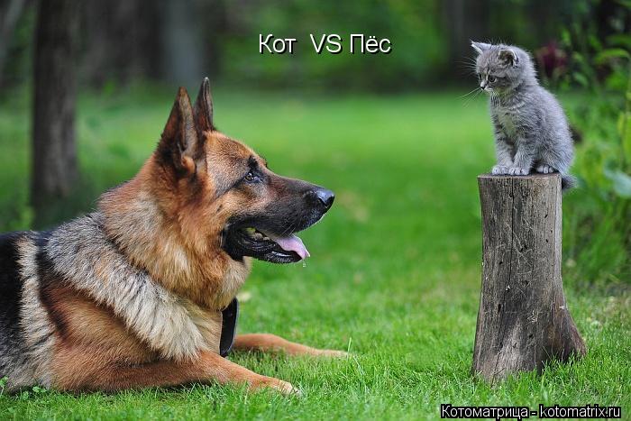 Котоматрица: Кот  VS Пёс
