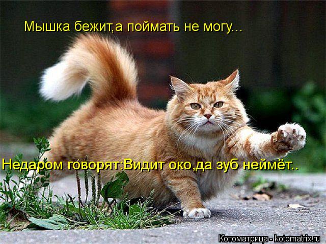 Мышка бежит,а поймать не могу... Недаром говорят:Видит око,да зуб неймёт..... Котоматрица: Мышка бежит,а поймать не могу... Недаром говорят:Видит око,да зуб неймёт..