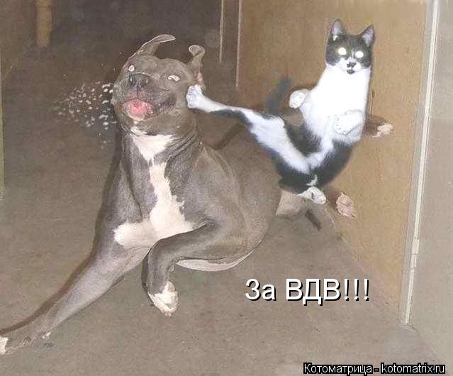 За ВДВ!!!... Котоматрица: За ВДВ!!!