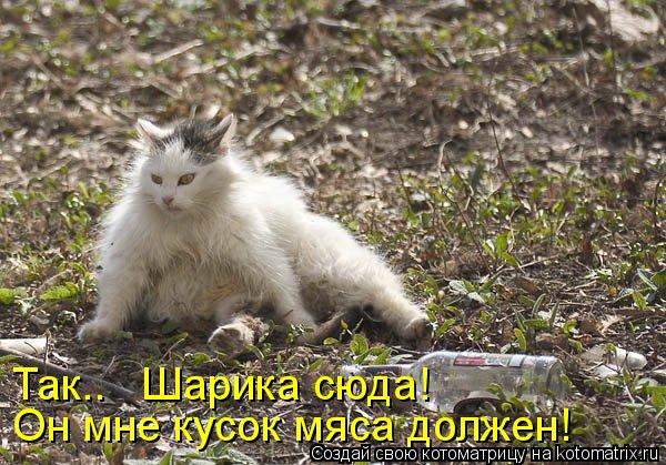 Котоматрица: Так..   Шарика сюда!  Он мне кусок мяса должен!